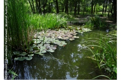 wildlifepond29_18990464520_o