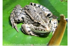 wildlifepond36_19172351302_o