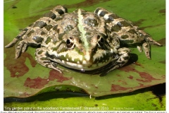 wildlifepond37_18990470680_o