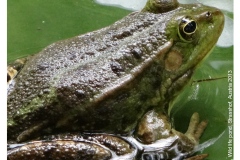 wildlifepond39_19181706501_o