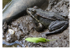 wildlifepond40_19178121275_o