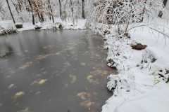 Biotop im Winter 2023