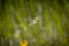 IMG_0185-Verbessert-RR
