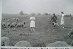 p9014429_17421060016_o