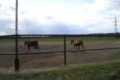 p9014434_17446738391_o